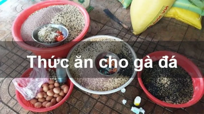 Thức ăn cho gà đá